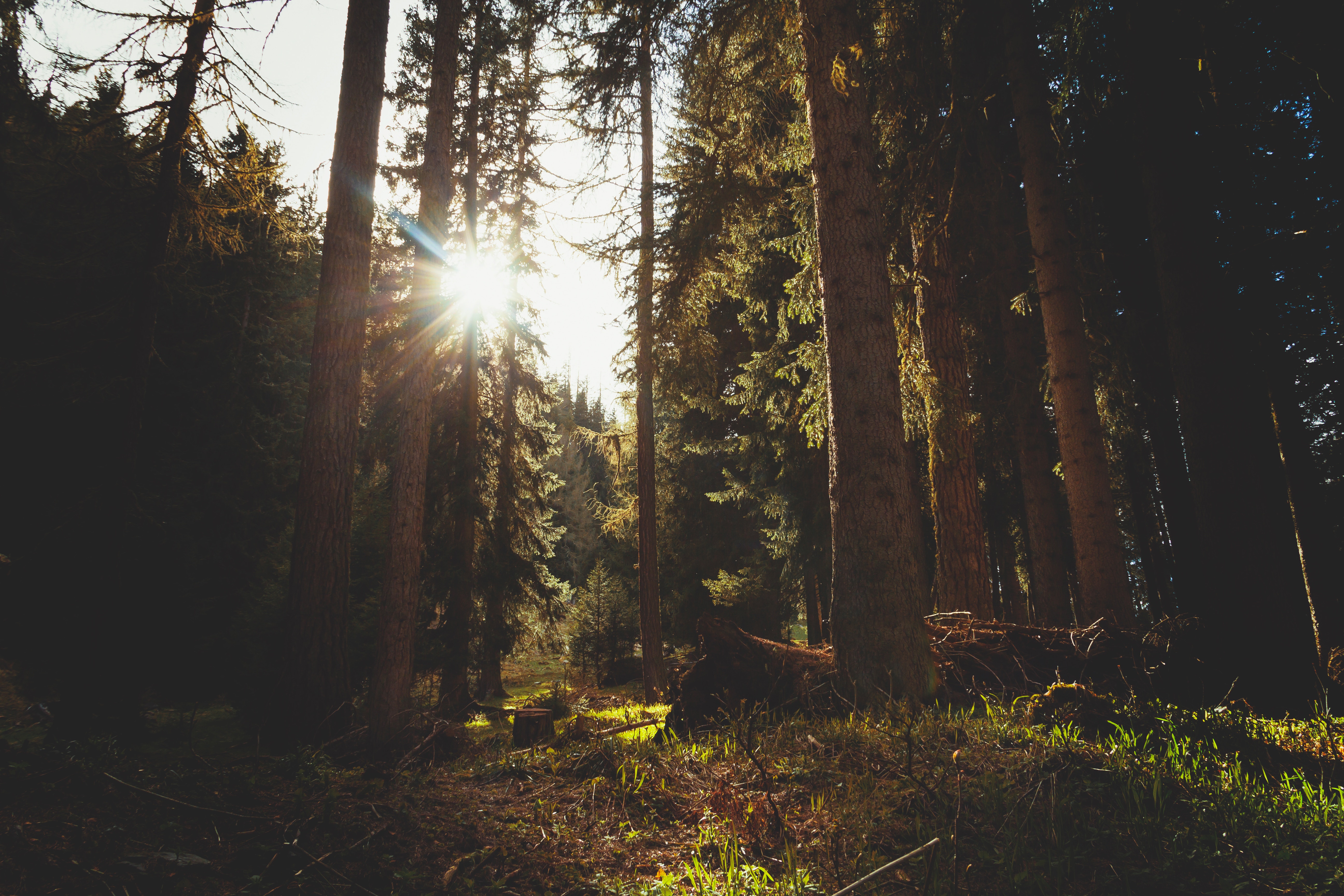 A tree trunk in a forest in sunlight.