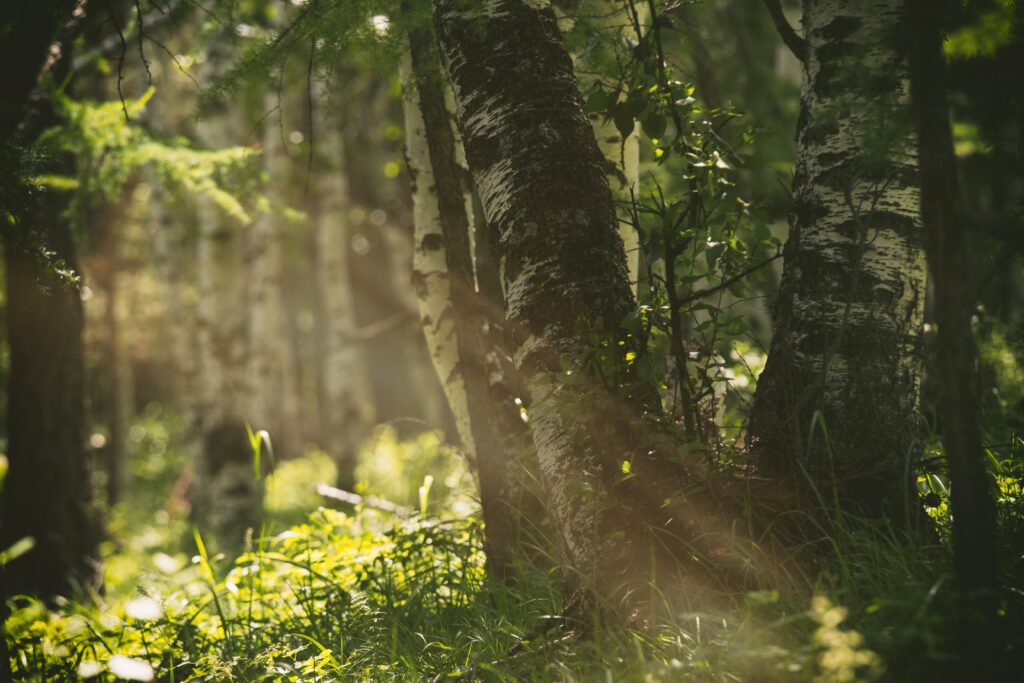 Golden sunlight in a birch forest.